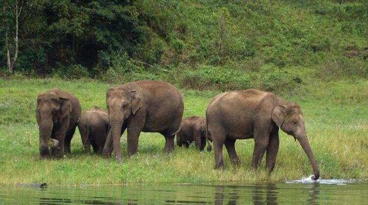 Elephant in Munnar