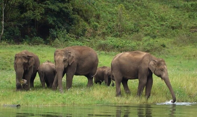 Elephant in Munnar