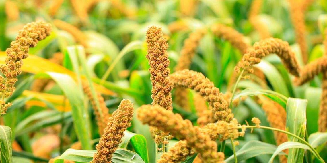 foxtail millet (thinai)