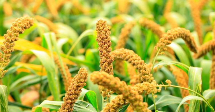 foxtail millet (thinai)